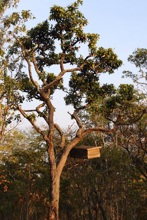 Modern beehive in a tree