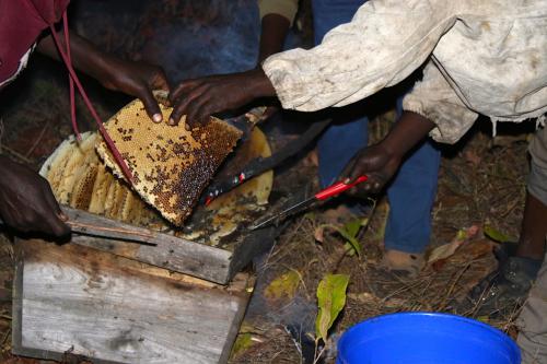 Honey harvesting in Mlele Beekeeping Zone