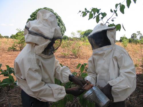 Honey harvesting