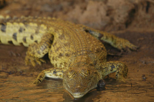 Crocodile, Crocodylus niloticus (Tanzania ©Yves Hausser)