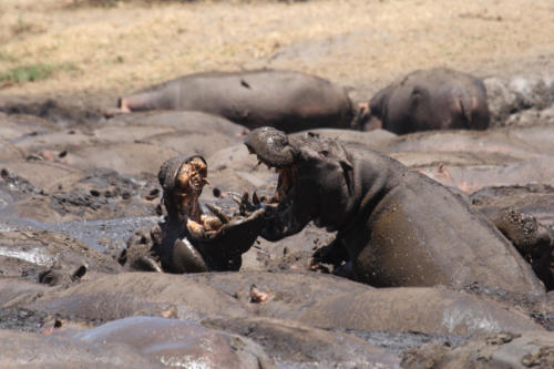 Hippopotamus, Hippopotamus amphibius (Tanzania ©Fabrice Frigerio)