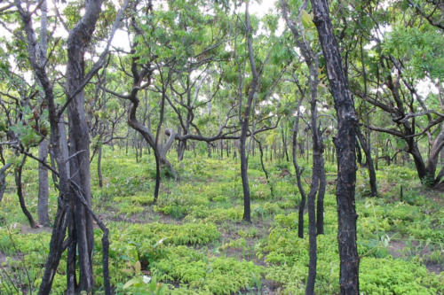 Miombo regeneration, (Tanzania ©Hélène Weber)