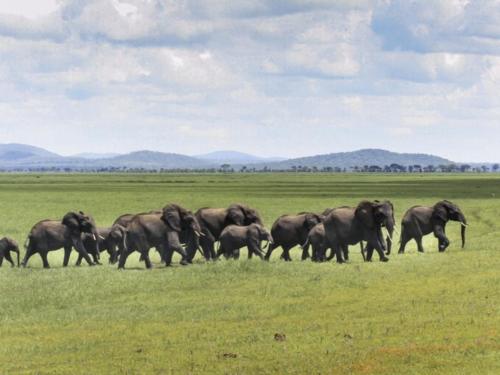 Elephant, Loxodonta africana (Tanzania ©Yves Hausser)