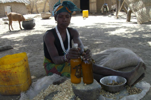 Manufacture of Balanite oil (Burkina Faso ©ADAP)