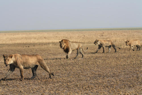 Lion, Panthera leo (Tanzania ©Yves Hausser) 