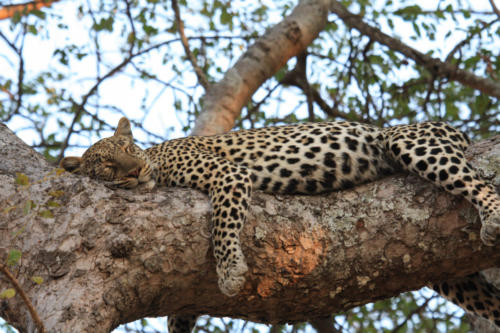 Leopard, Panthera pardus (Tanzania ©Yves Hausser)