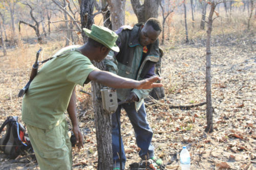 Wildlife monitoring (Tanzania ©Yves Hausser)