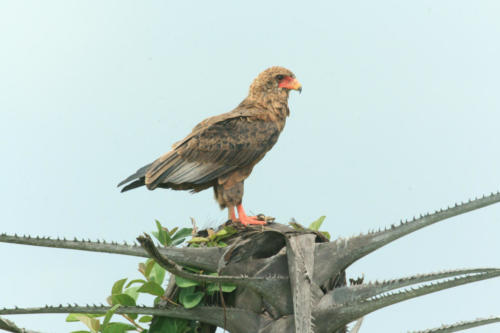 Young bateleur, Terathopius ecaudatus (Tanzania ©Yves Hausser)