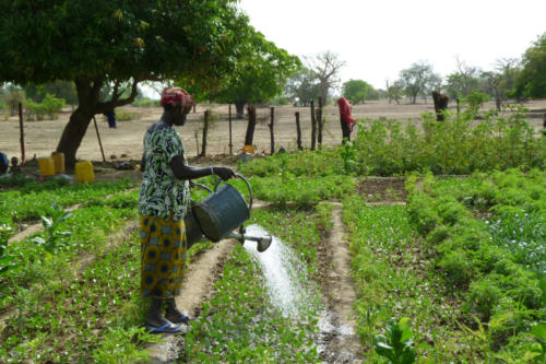 Market gardening (Burkina Faso ©Florian Reinhard)