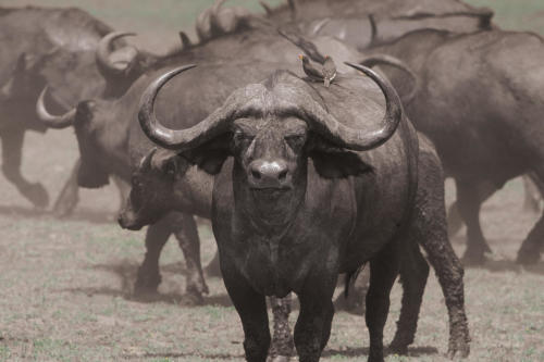 African Buffalo, Syncerus caffer (Tanzania ©Sébastien Dubouchet)