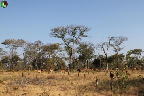 Cows which have arrived massively in the region with their keepers