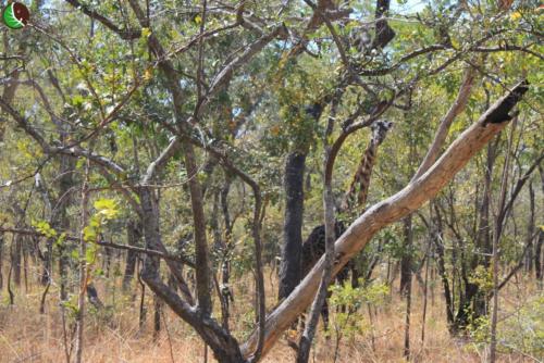 Giraffe in Rungwa River Forest Reserve