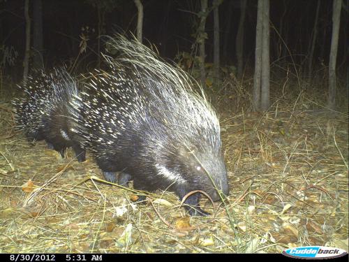 Hystrix africaeaustralis