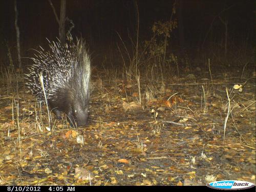 Hystrix africaeaustralis