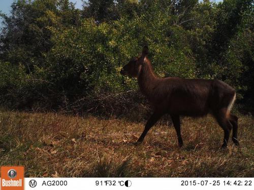 Kobus ellipsyprimnus