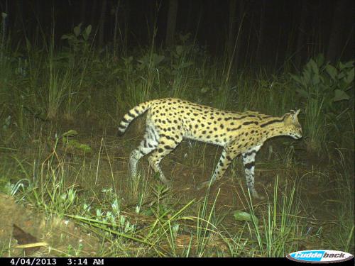 Leptailurus serval