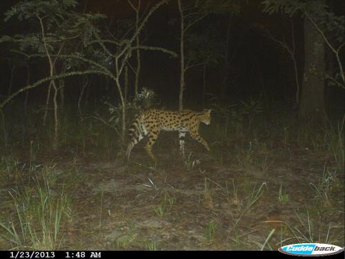 Leptailurus serval