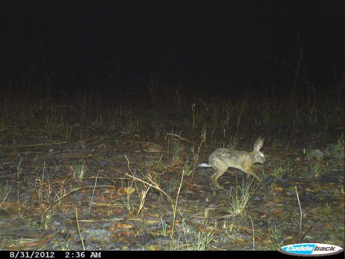 Lepus victoriae