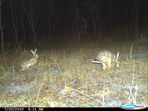 Lepus victoriae