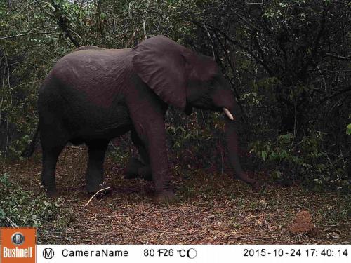 Loxodonta africana