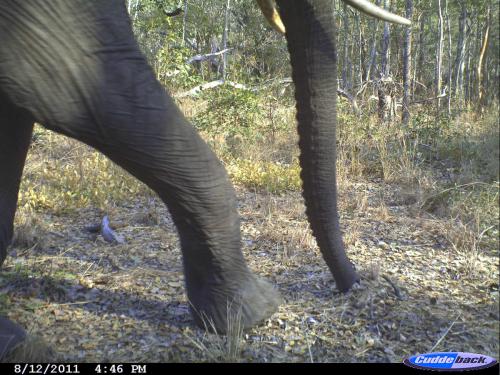 Loxodonta africana