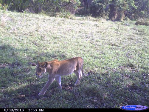 Panthera leo