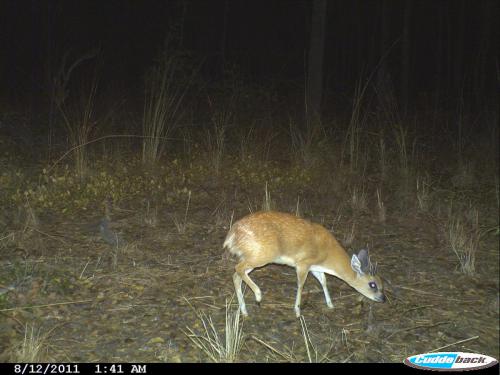 Raphicerus sharpei