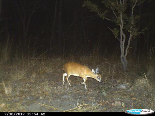 Raphicerus sharpei