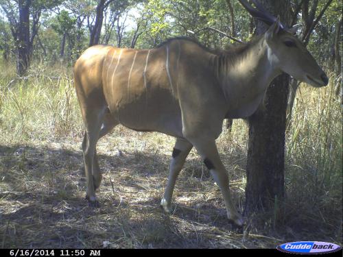 Tragelaphus oryx