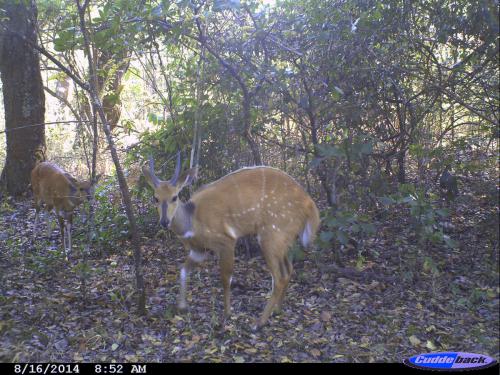 Tragelaphus scriptus