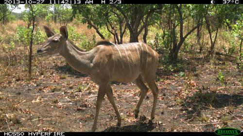 Tragelaphus strepsiceros