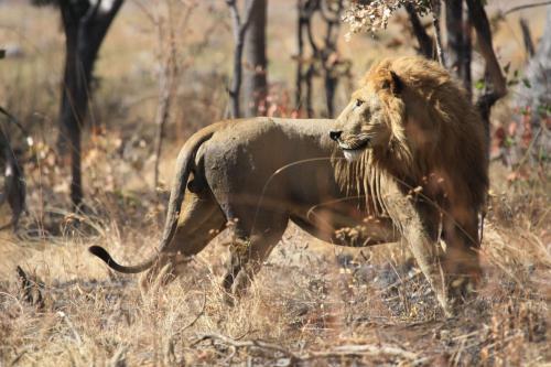 Lion in Mlele Beekeeping Zone