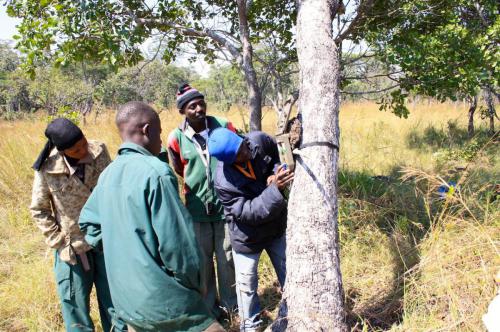 Village game scouts setting up a camera trap