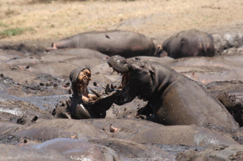 Hippopotame, Hippopotamus amphibius (Tanzanie ©Fabrice Frigerio)