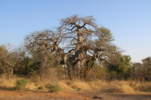 Le Baobab (Burkina Faso ©Sandy Mermod)