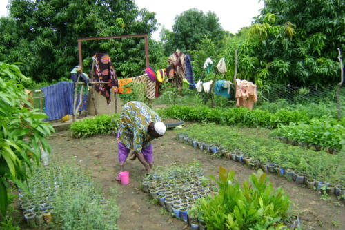 Pépinière (Burkina Faso ©ADAP)