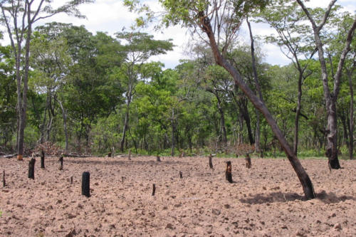 Déforestation (Tanzanie ©Hélène Weber)