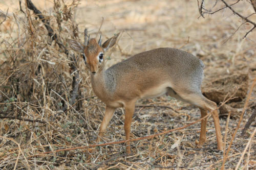 Dik-dik de Kirk, Madoqua kirkii  (Tanzanie ©Yves Hausser