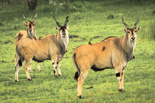 Eland du Cap, Taurotragus oryx (Tanzanie ©Yves Hausser)