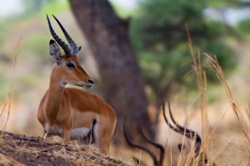 Impala, Aepyceros melampus (Tanzanie ©Sébastien Dubouchet) 