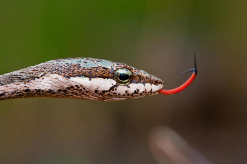 Serpent liane, Thelotornis capensis (Tanzanie ©Sébastein Dubouchet)