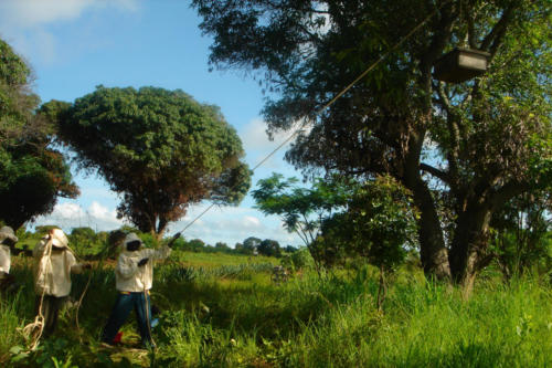 Récolte d’une ruche (Tanzanie ©Sandra Haesler)