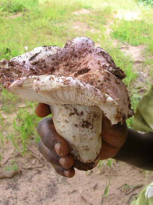 Champignon comestible du miombo