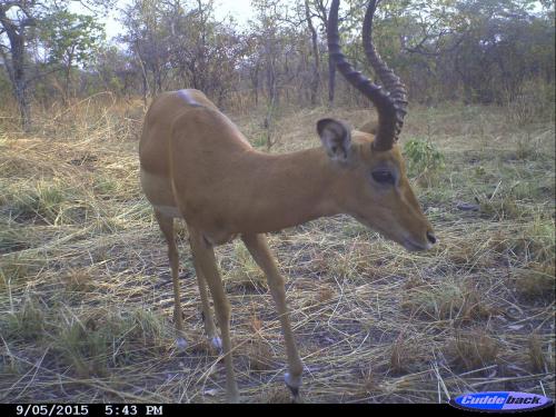 Aepyceros melampus