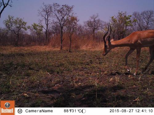 Aepyceros melampus