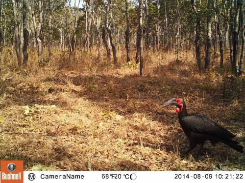 Bucorvus leadbeateri