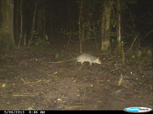 Cricetomys gambianus