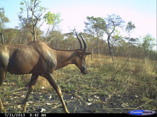 Damaliscus lunatus