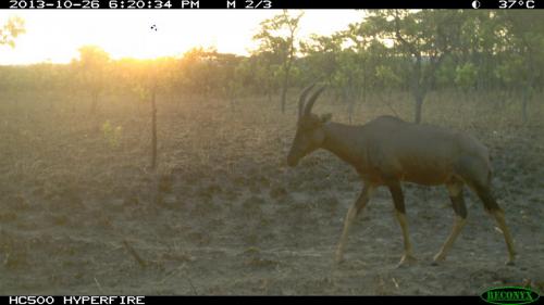Damaliscus lunatus