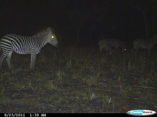 Equus q. boehmi